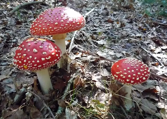 La Semois A Mouzaive Sur Semois Holiday home