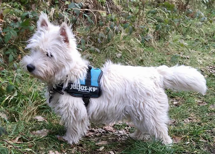 La Semois A Mouzaive Sur Semois * Vresse-sur-Semois